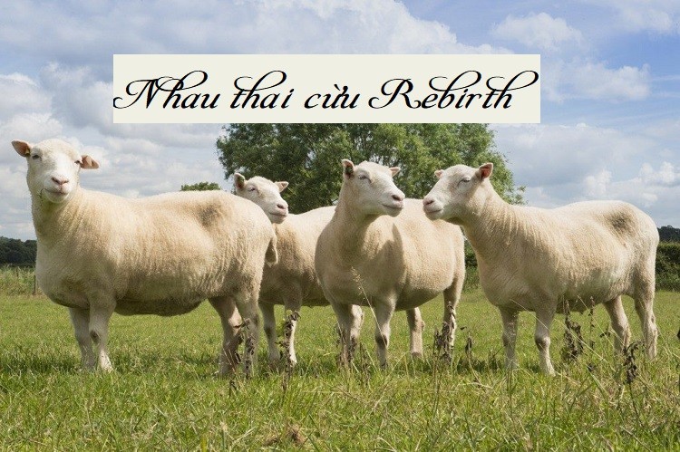 Review hãng nhau thai cừu Rebirth của Úc