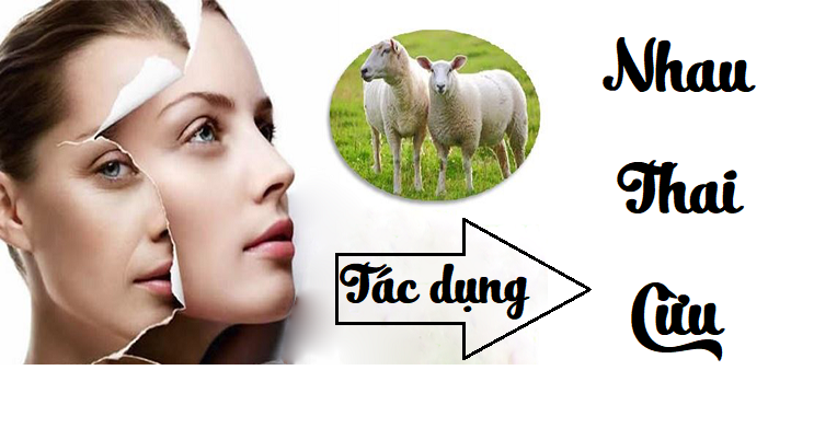 Nhau thai cừu có tác dụng gì?