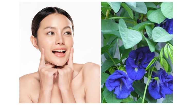 Cách làm đẹp bằng hoa đậu biếc ít ai ngờ đến lá hoa đậu biếc, hoa đậu biếc làm đẹp, làm gì với hoa đậu biếc, sử dụng hoa đậu biếc, làm đẹp với hoa đậu biếc, tác dụng làm đẹp của hoa đậu biếc, cách làm đẹp bằng hoa đậu biếc